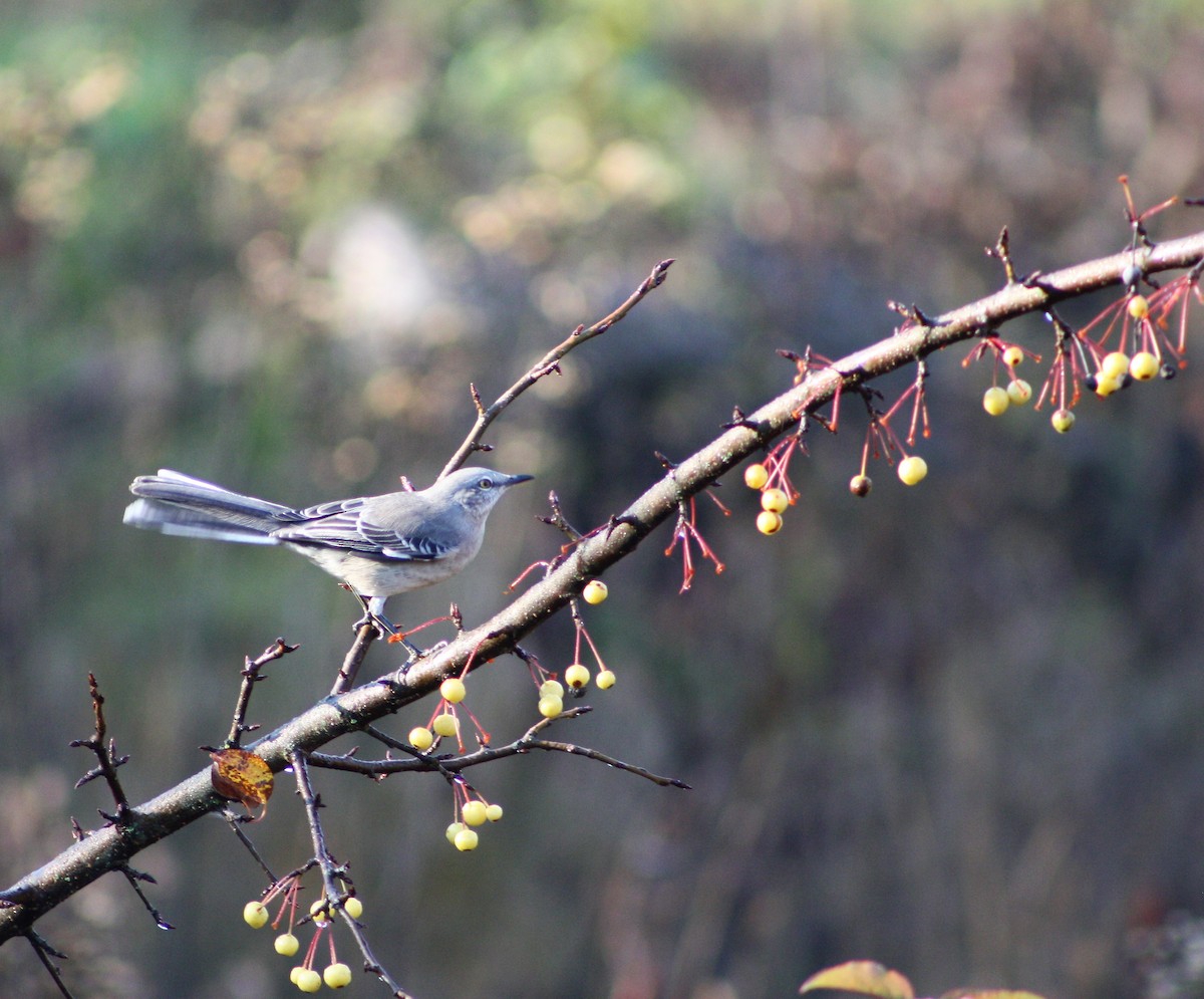 Northern Mockingbird - ML500438211