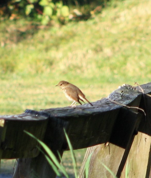 Hermit Thrush - ML500438231