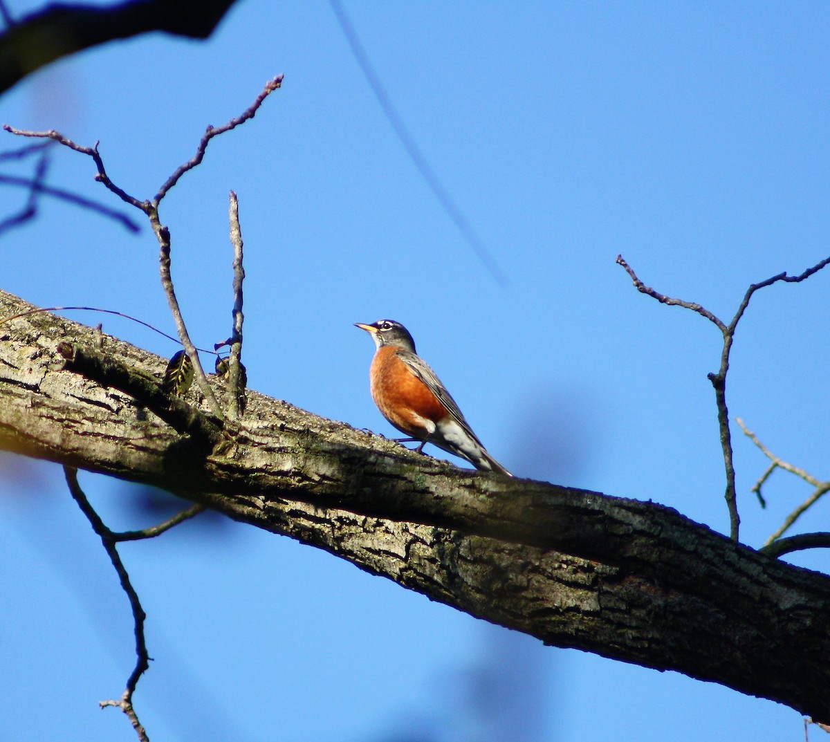 American Robin - ML500438241