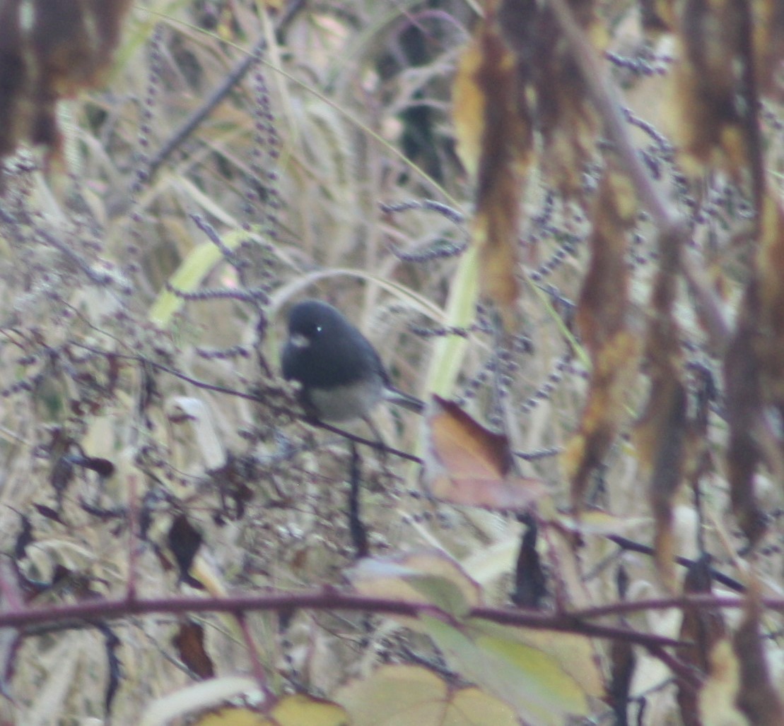 Dark-eyed Junco - ML500438261