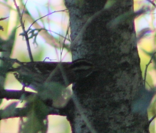 White-throated Sparrow - ML500438281