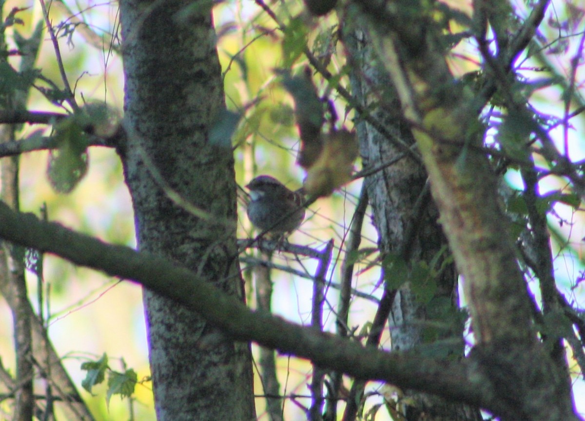 White-throated Sparrow - ML500438291