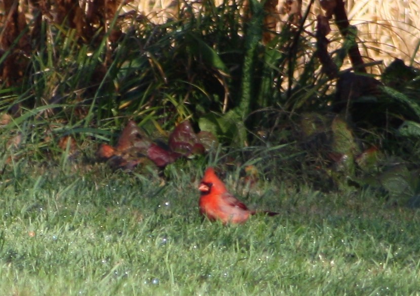 Cardinal rouge - ML500438311