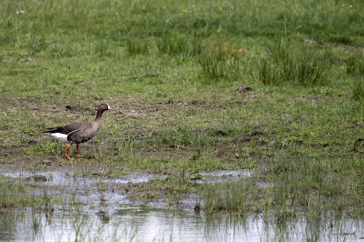 Lesser White-fronted Goose - ML500438451