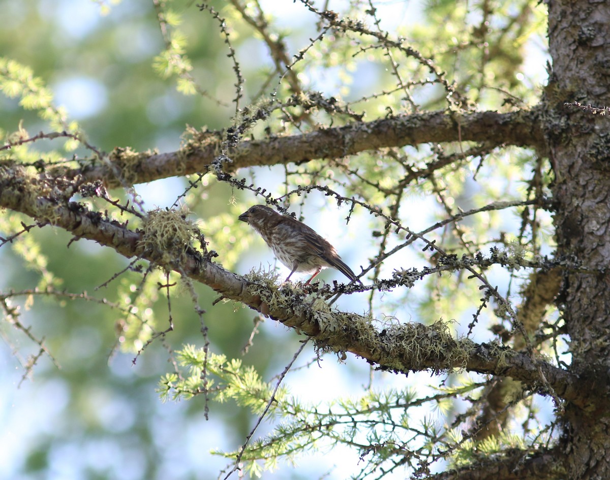 Purple Finch - Jim Miles