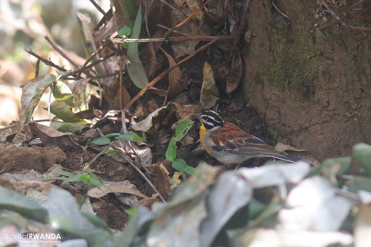 Golden-breasted Bunting - ML500439071