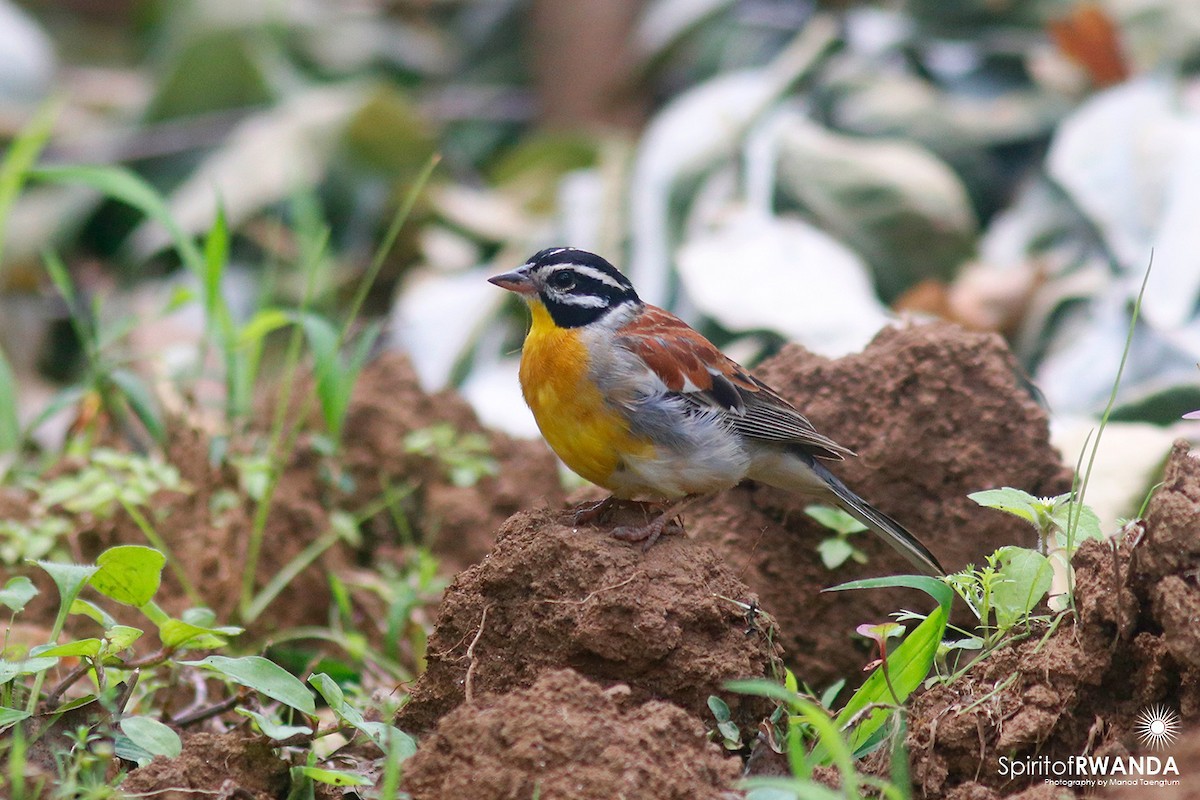 Golden-breasted Bunting - ML500439091