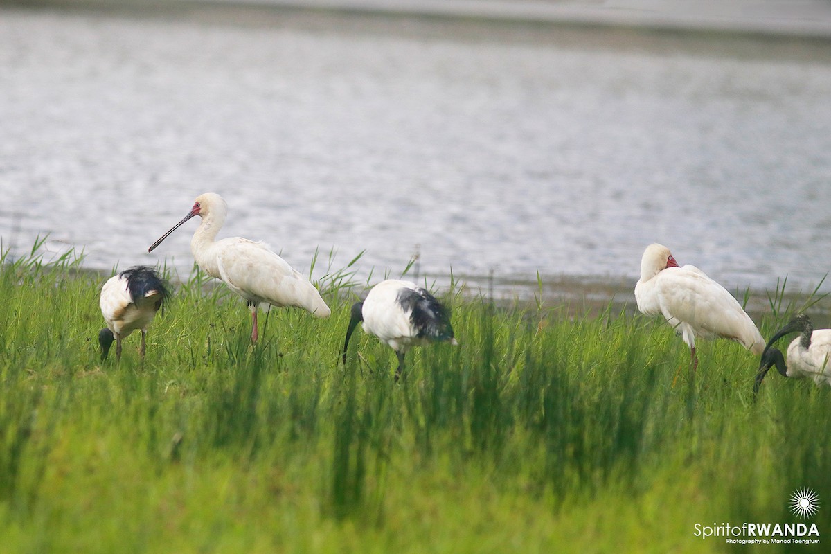 African Sacred Ibis - ML500439161