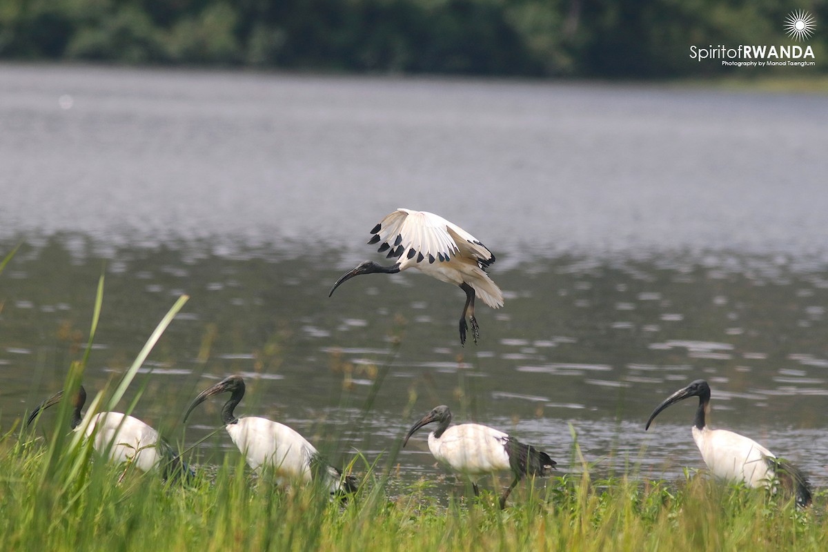 African Sacred Ibis - ML500439191