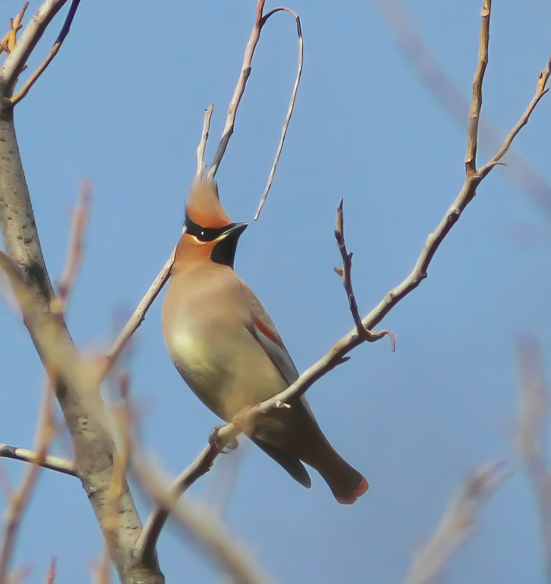 Japanese Waxwing - ML500439301