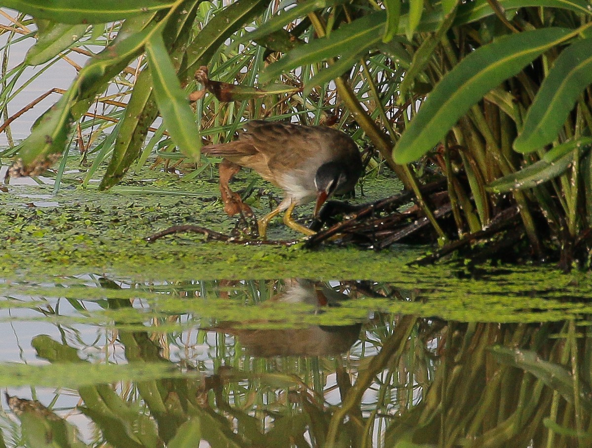 White-browed Crake - ML500441731