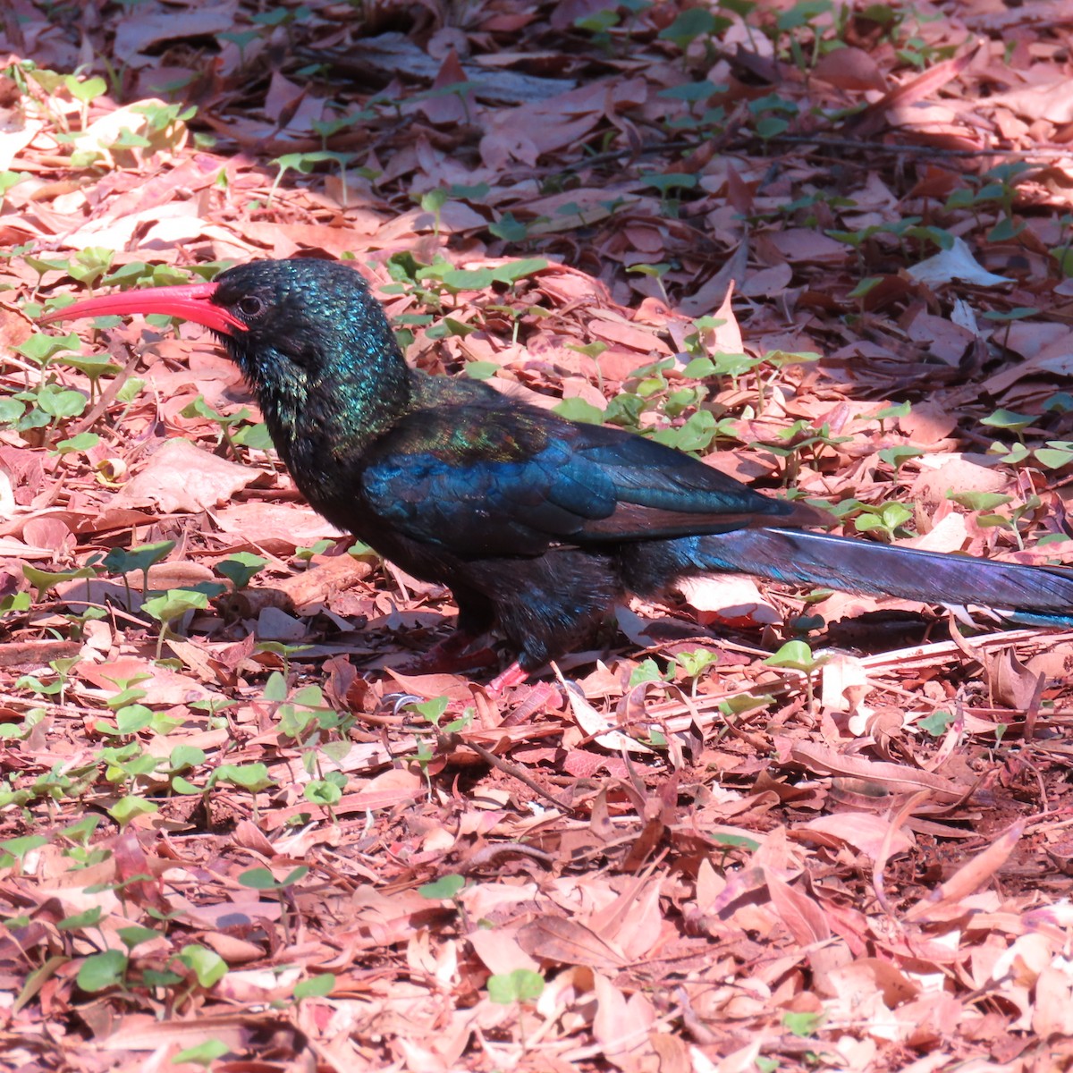 Abubilla Arbórea Verde - ML500442271