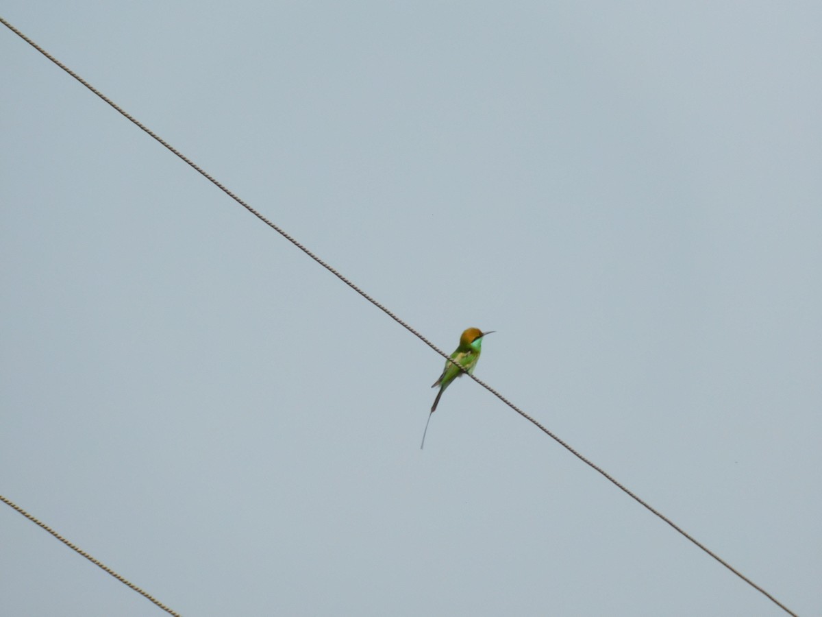 bee-eater sp. - ML500443331