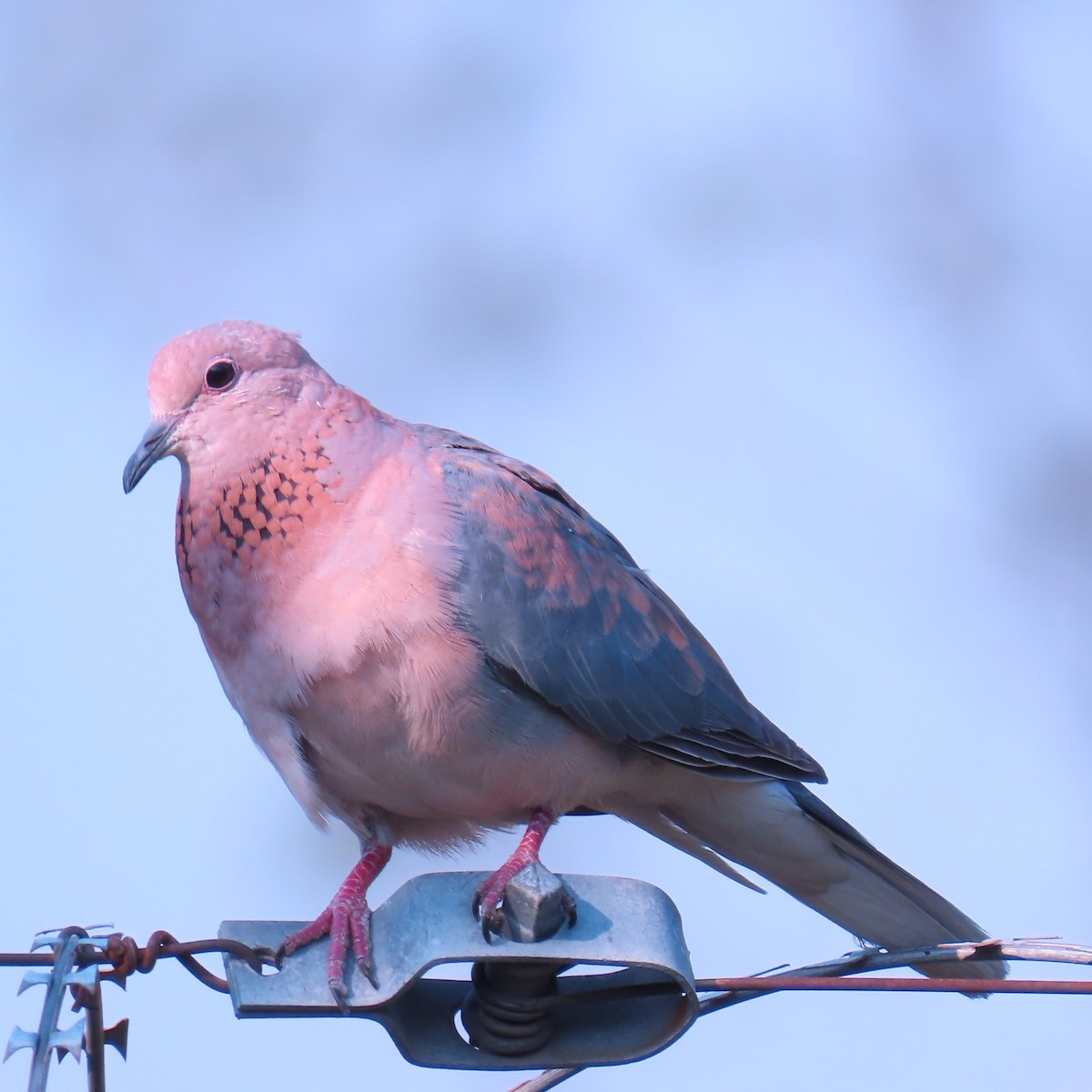 Laughing Dove - ML500443921