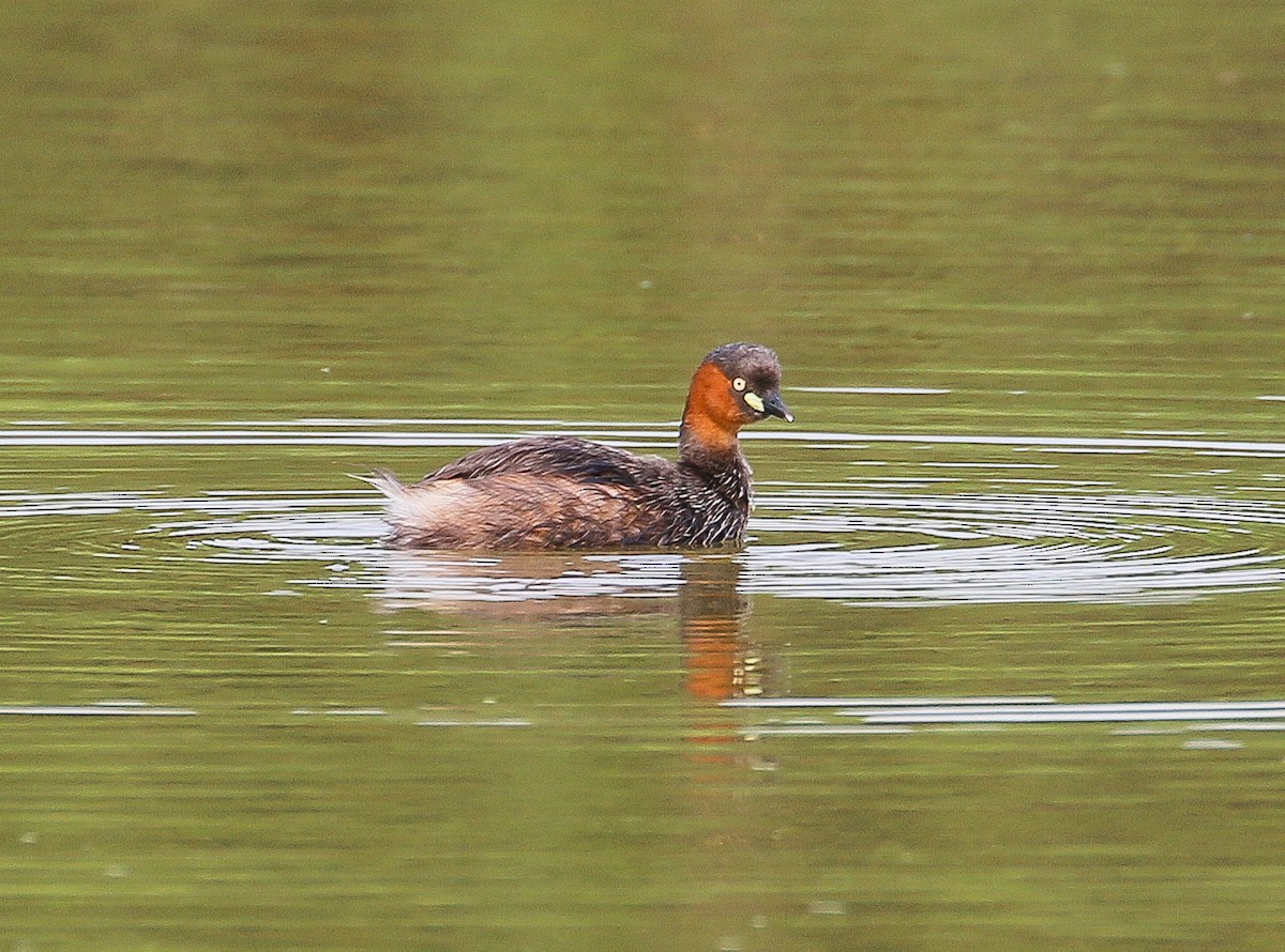 Little Grebe - ML500443991