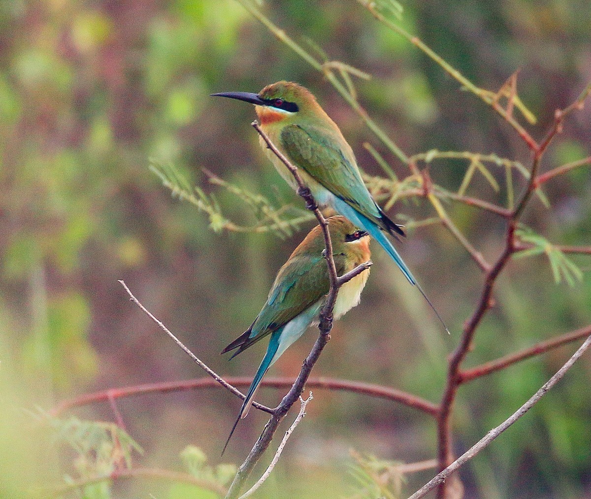 Blue-tailed Bee-eater - ML500444151
