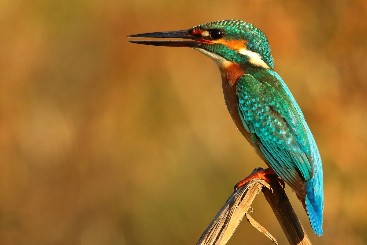 Common Kingfisher - ML500444891