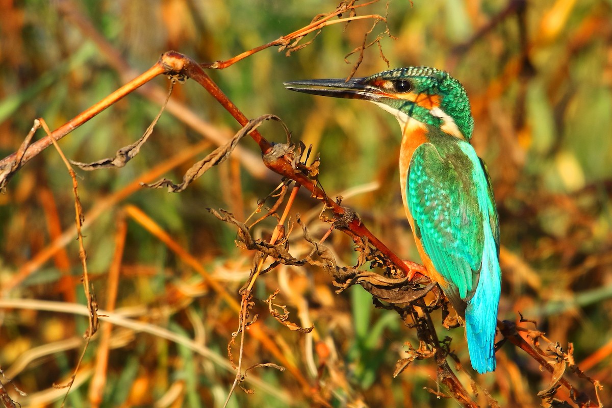 Common Kingfisher - ML500444911