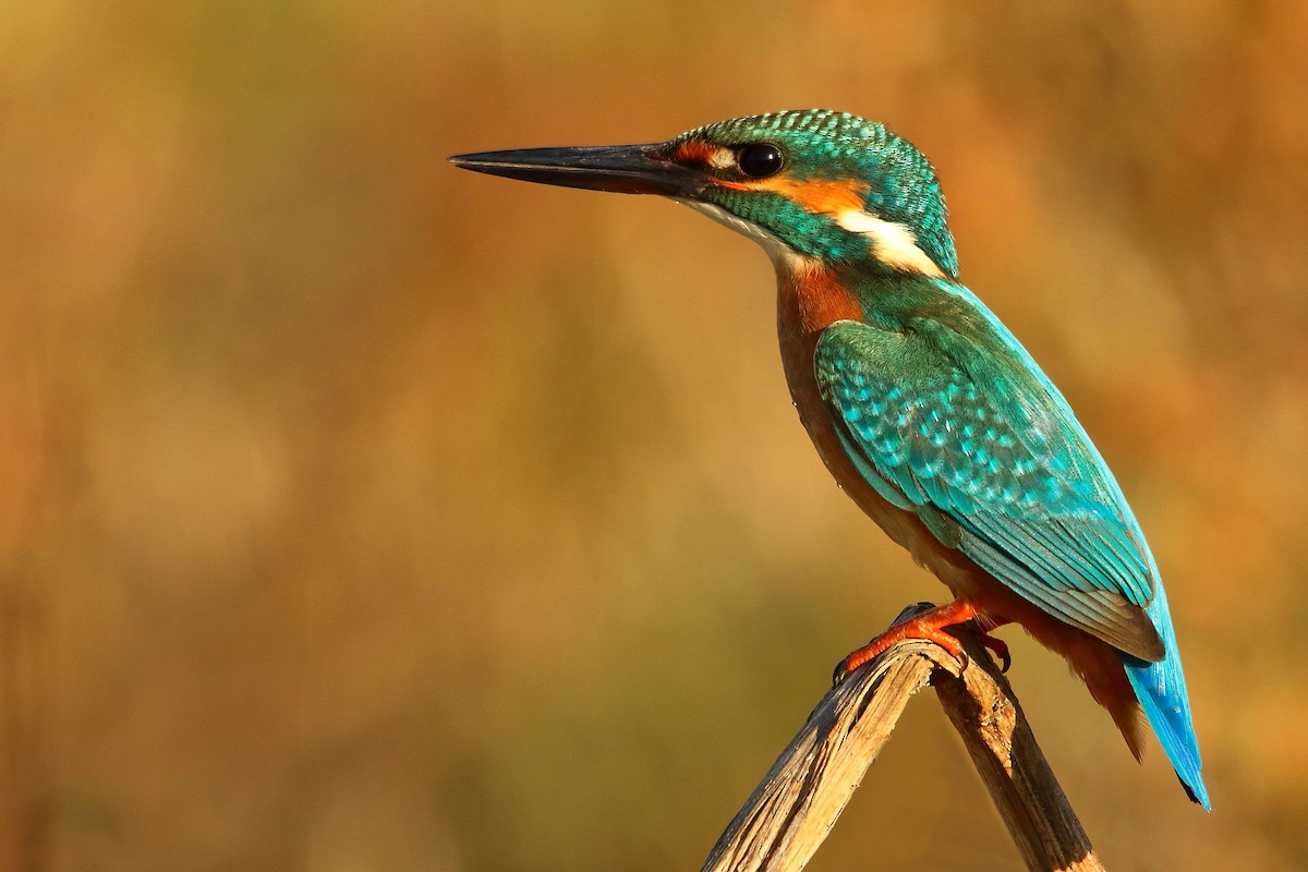 Common Kingfisher - ML500444921