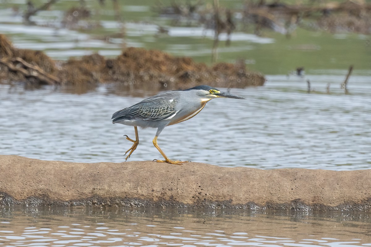 Striated Heron - Marcelo  Telles