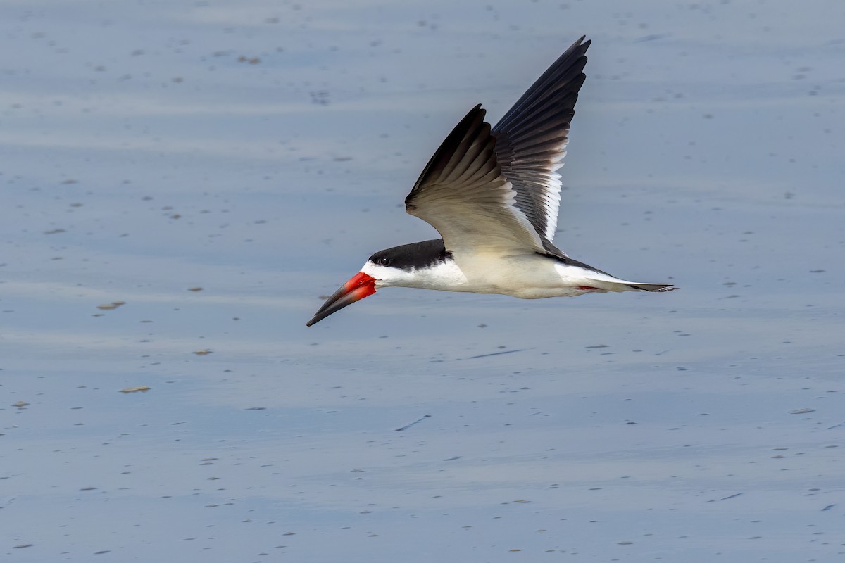 Black Skimmer - ML500445581