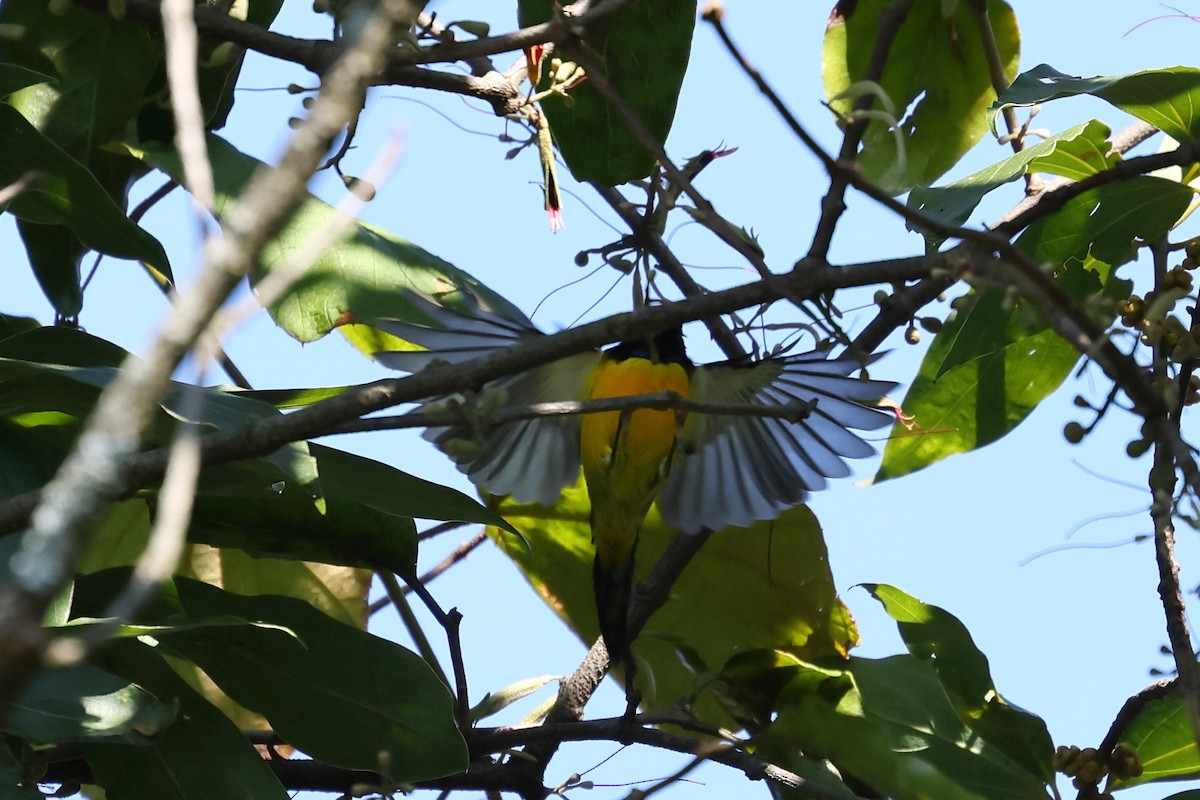 Green-tailed Sunbird - ML500445611