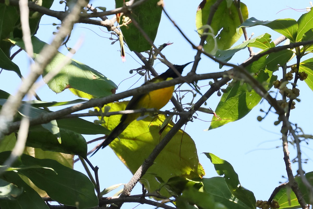 Green-tailed Sunbird - ML500445621