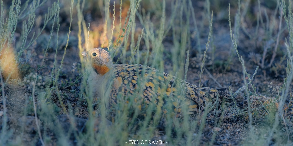 Black-bellied Sandgrouse - ML500445831