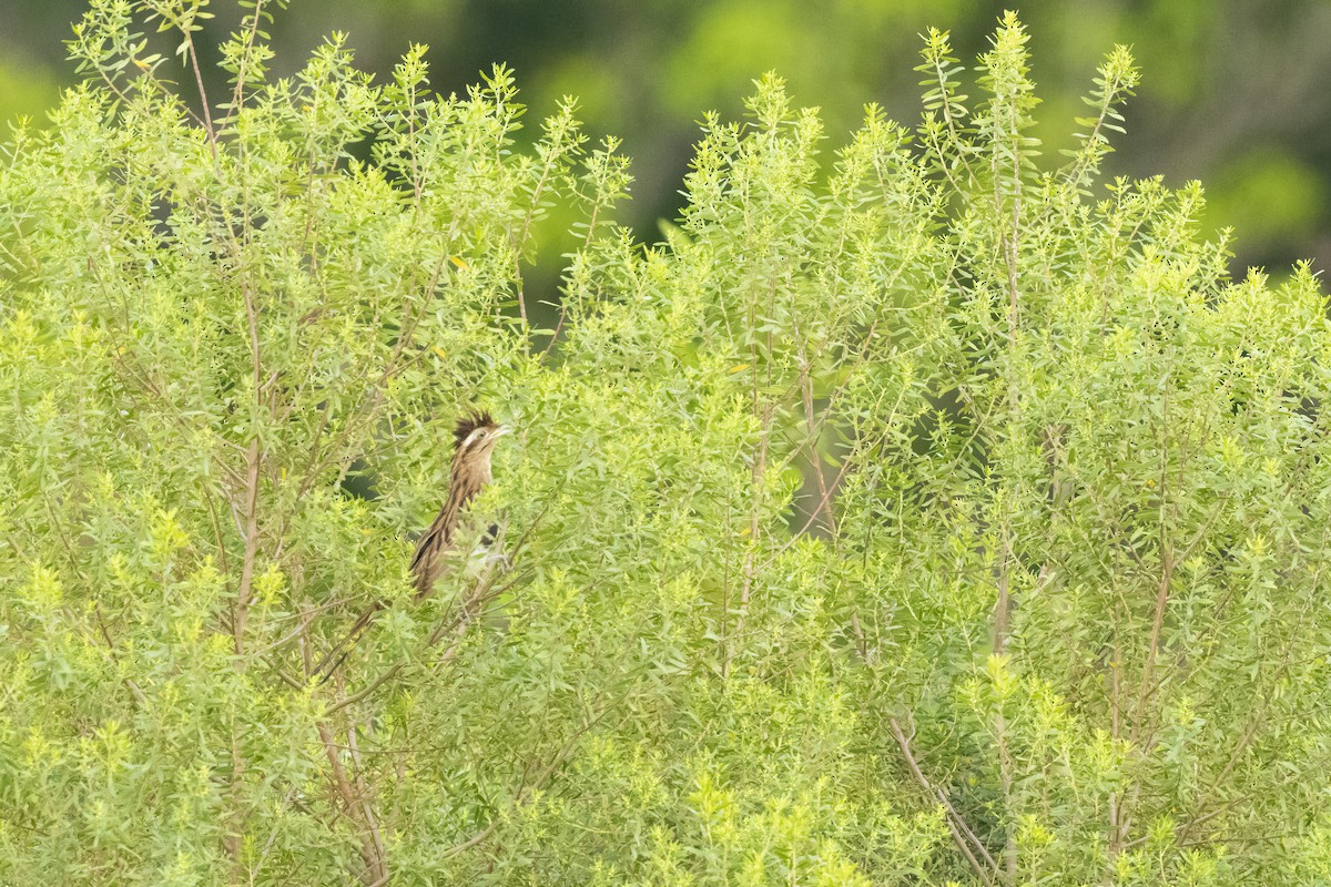 Striped Cuckoo - ML500446541