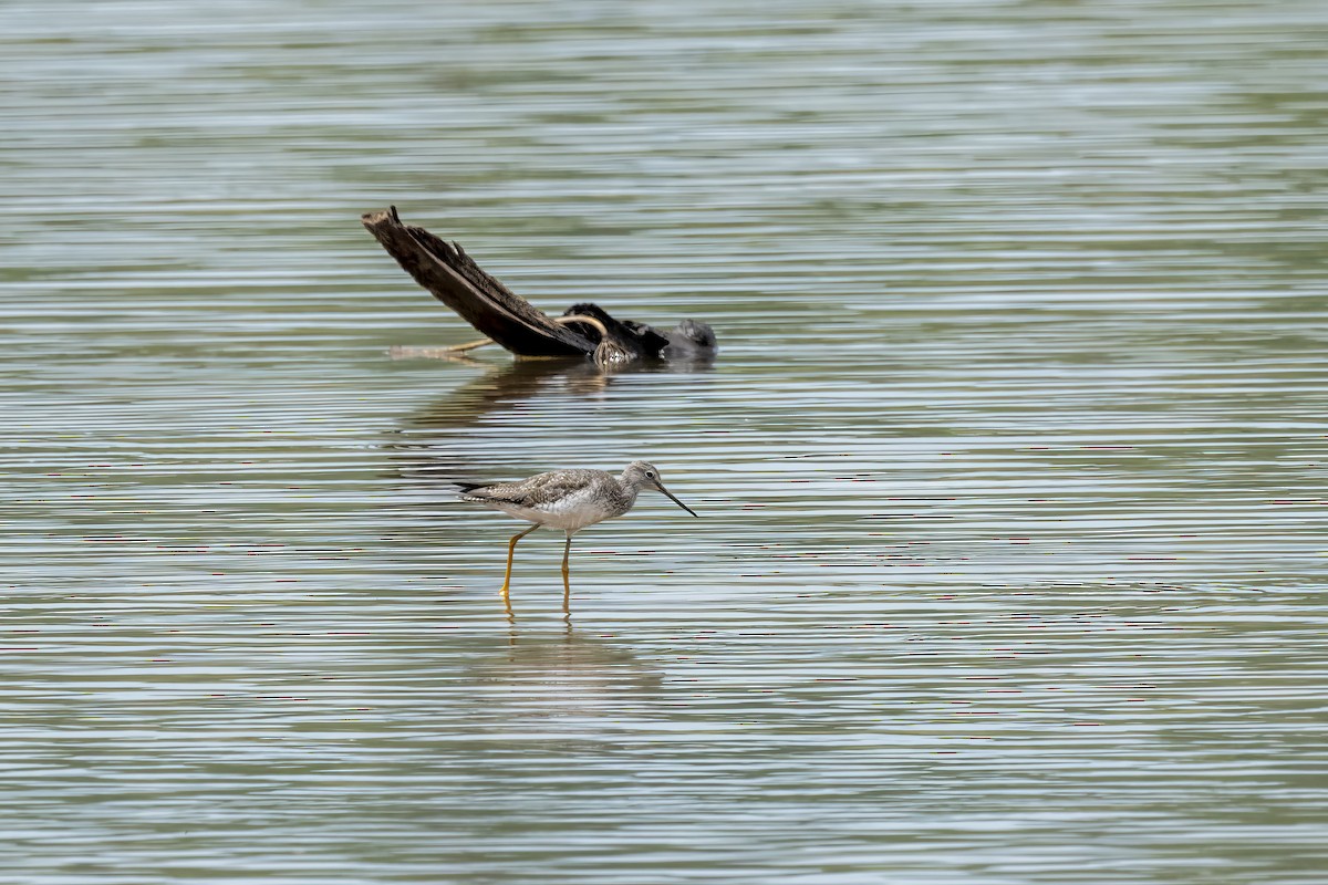 Greater Yellowlegs - Marcelo  Telles