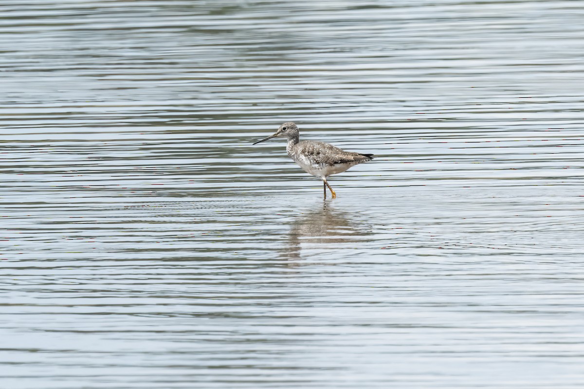 Greater Yellowlegs - ML500446721