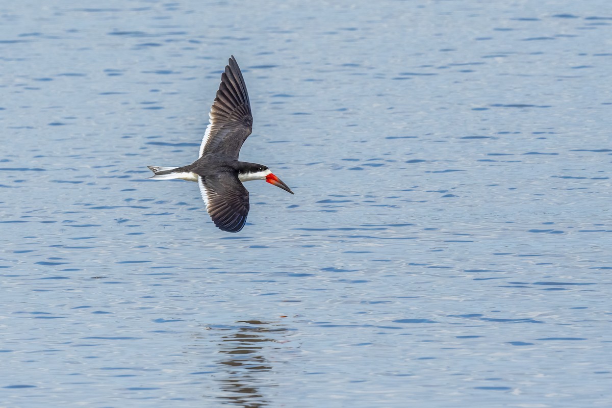 Black Skimmer - Marcelo  Telles