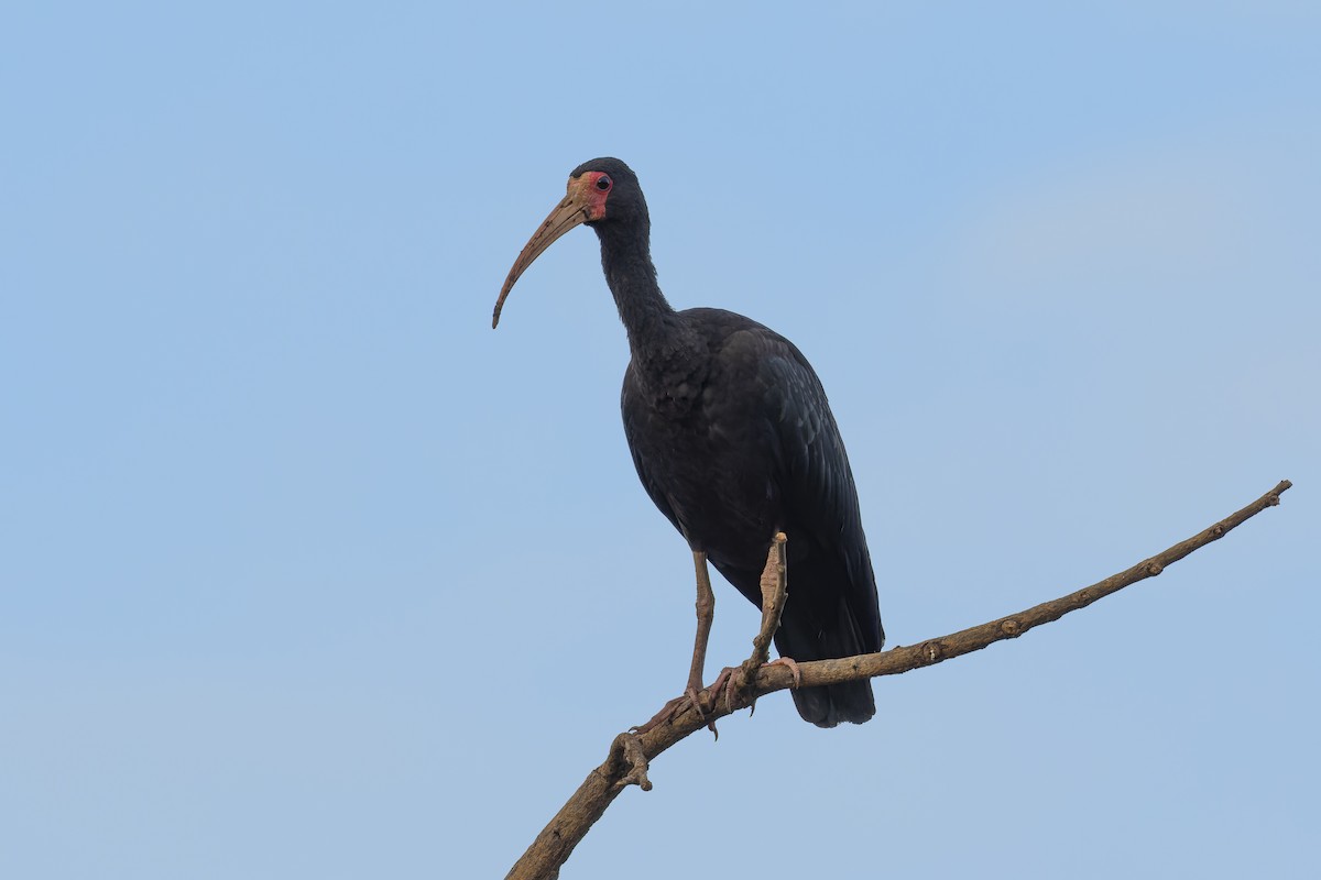 ibis tmavý - ML500446791