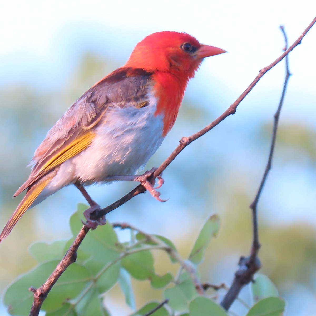 Red-headed Weaver - ML500447171