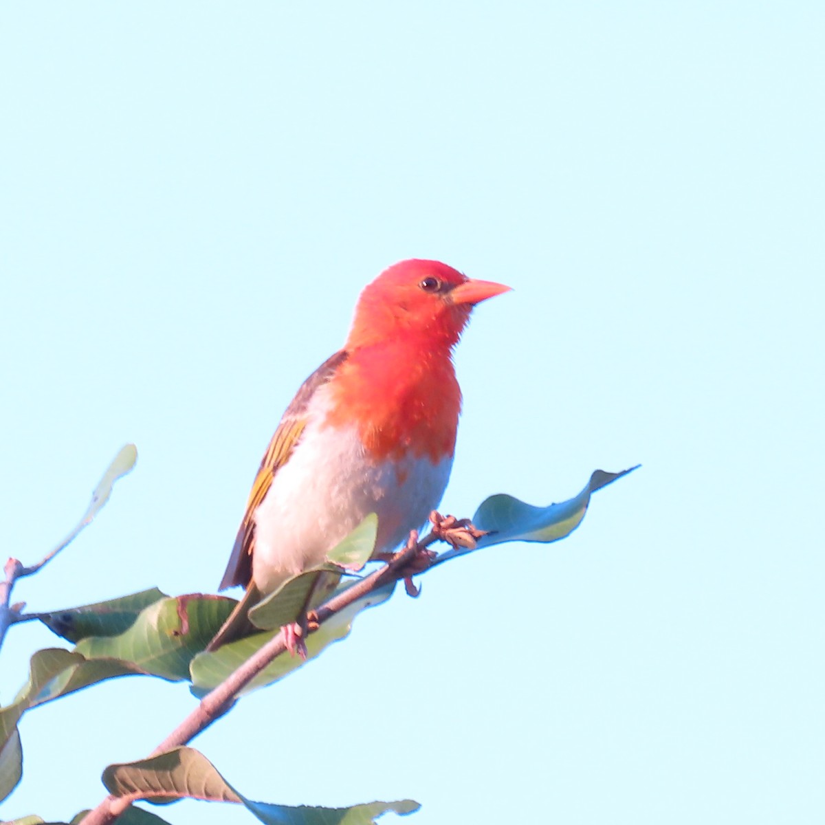 Red-headed Weaver - ML500447181