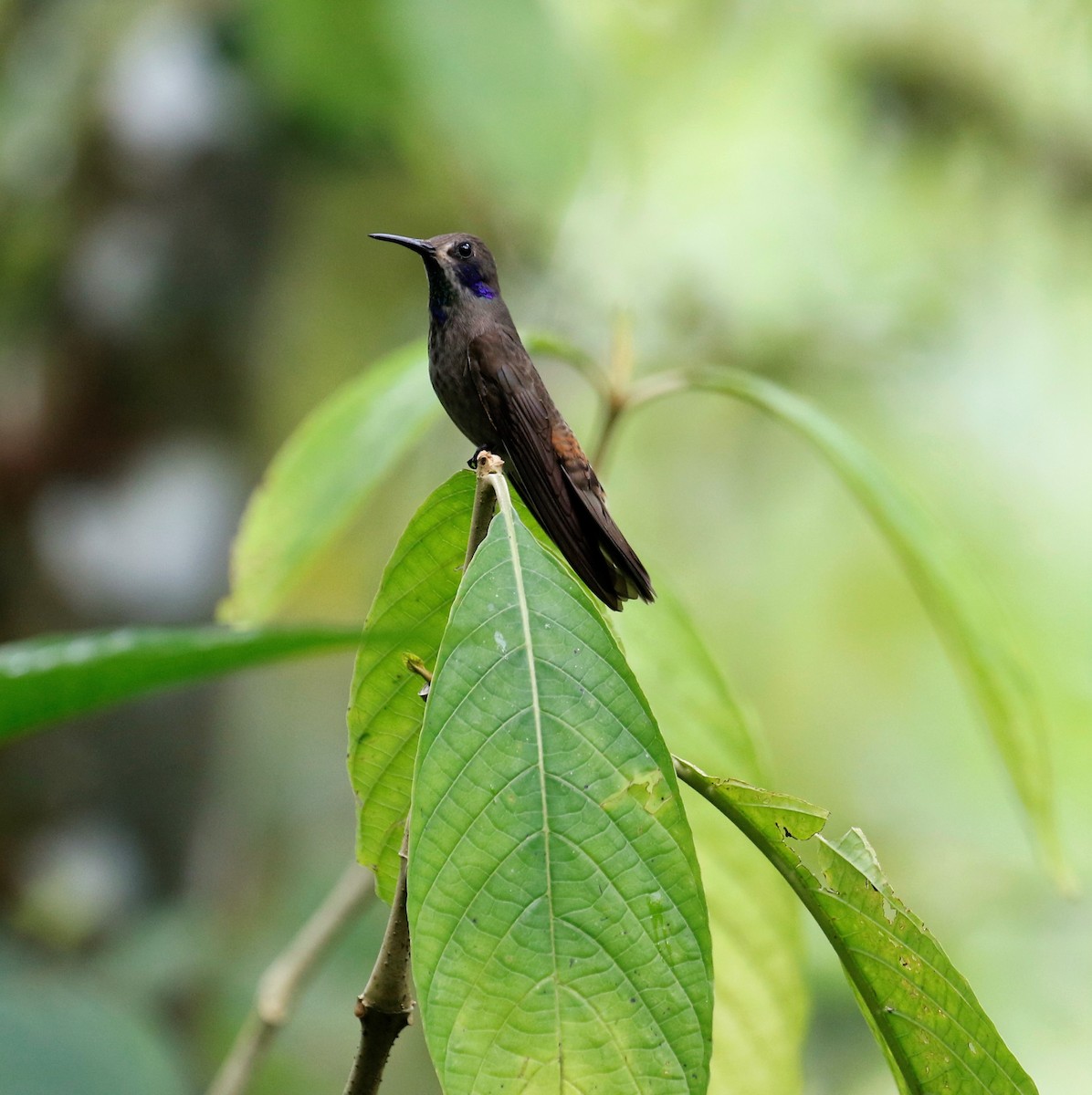 Brown Violetear - ML500447431