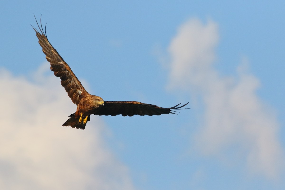 Black Kite - ML500447681