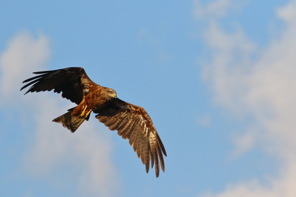 Black Kite - ML500447691