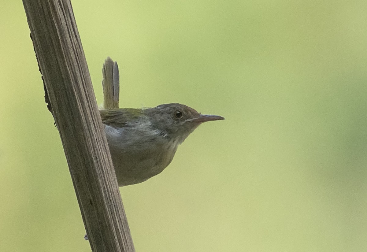 Common Tailorbird - Zaber Ansary -BirdingBD Tours