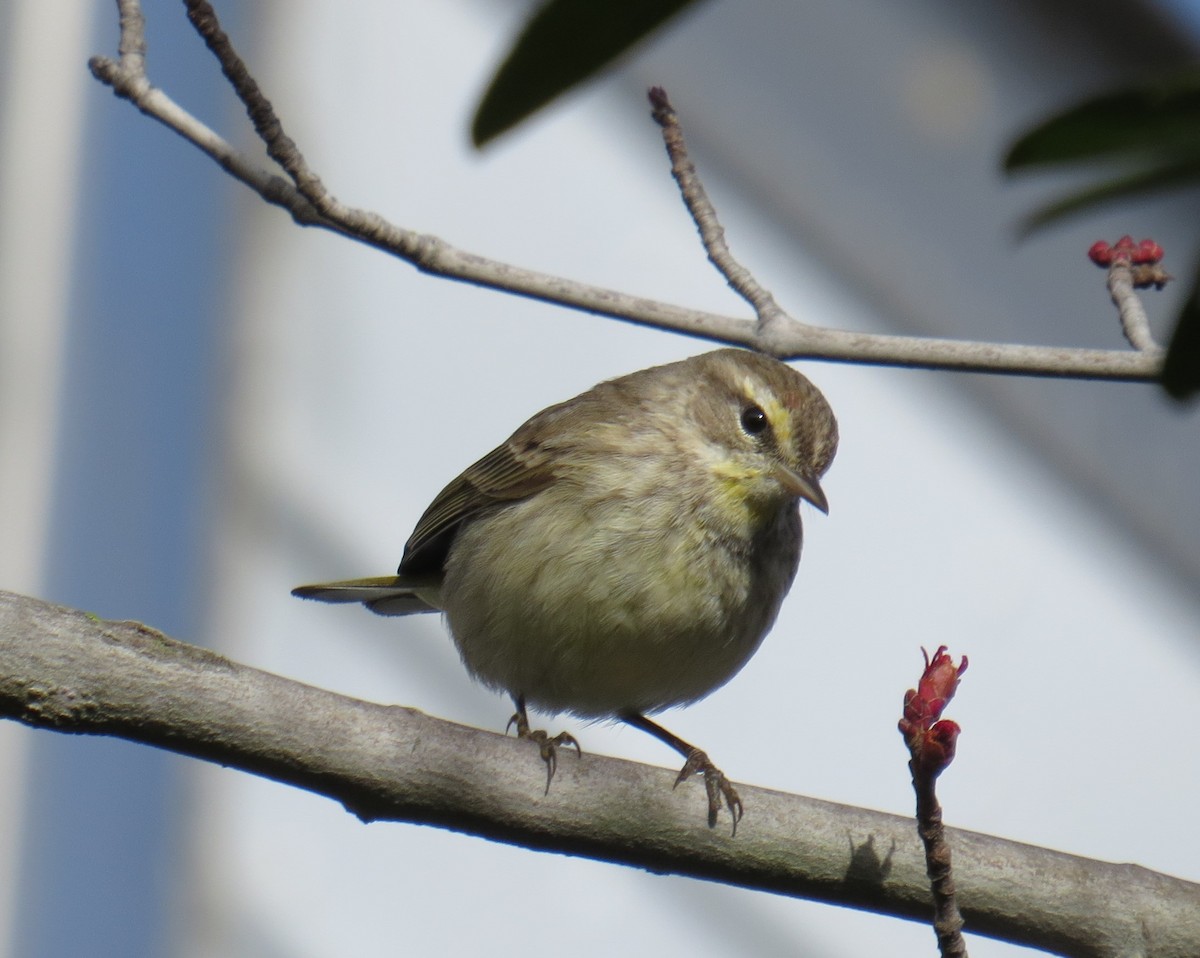 Palm Warbler - ML50044851