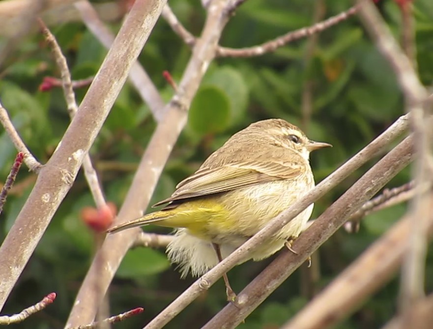 Palm Warbler - ML50044861