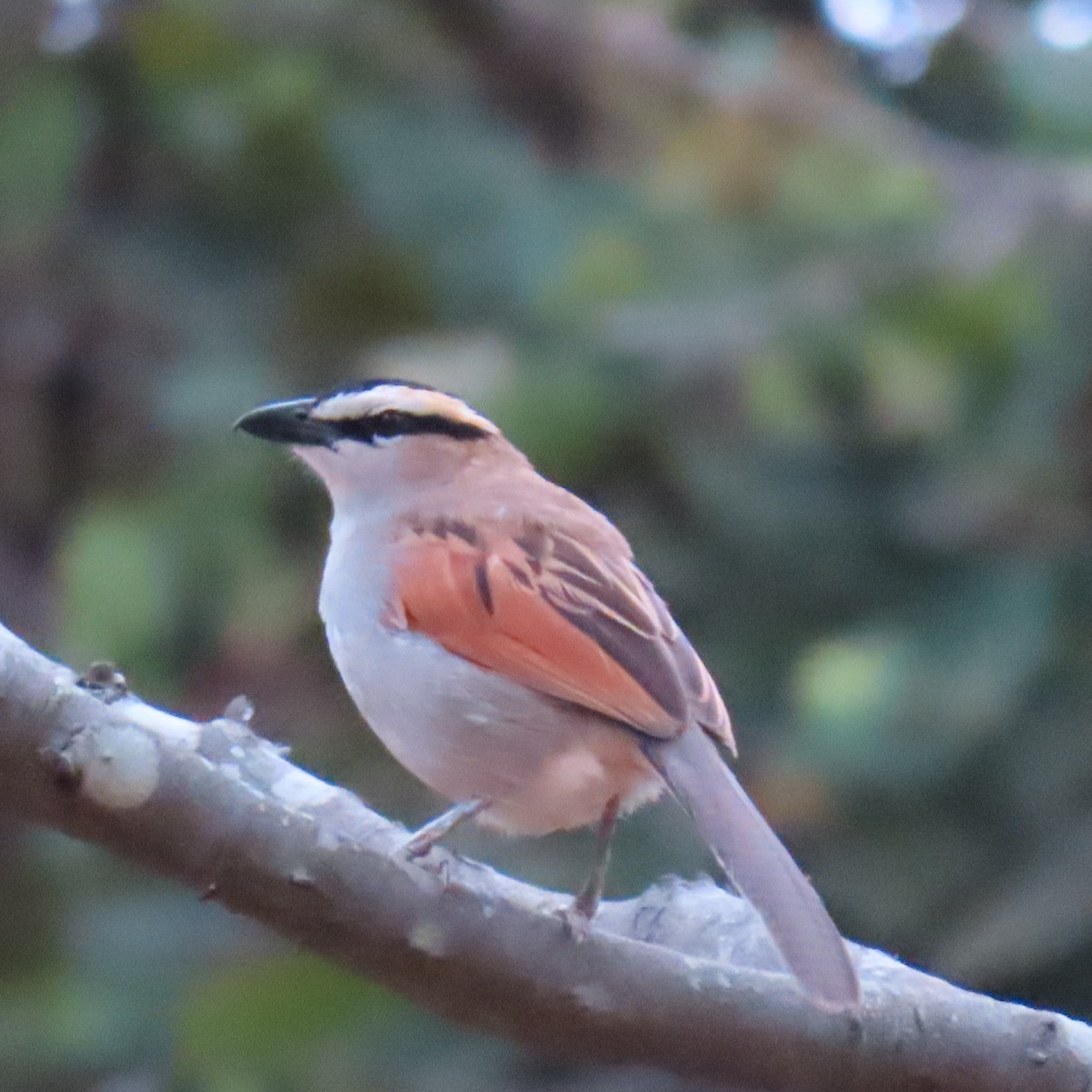 Black-crowned Tchagra - ML500449151