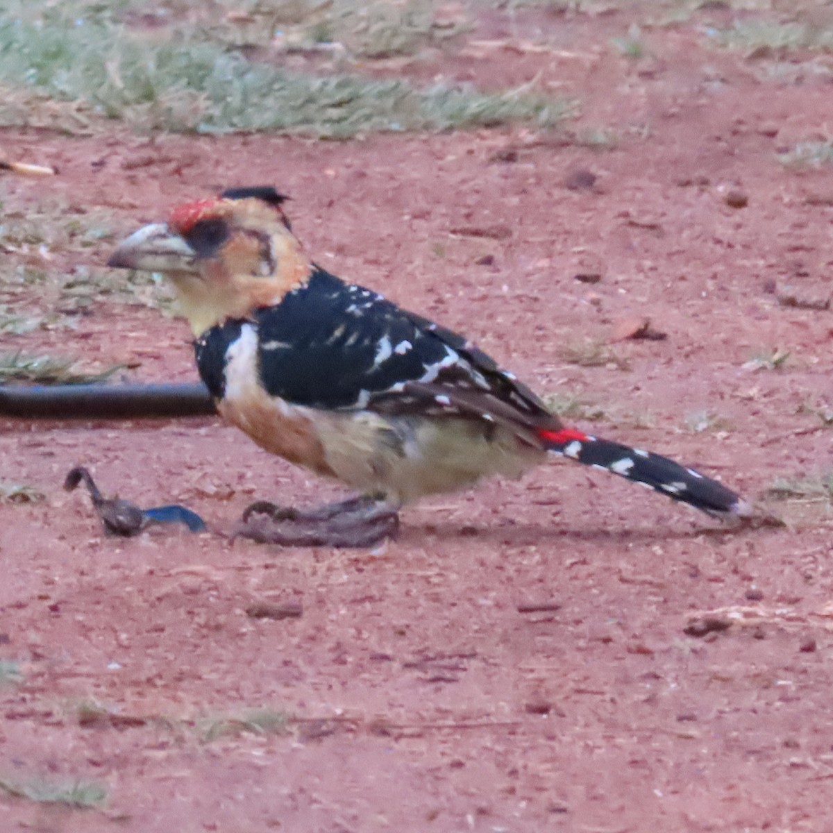 Crested Barbet - ML500449221