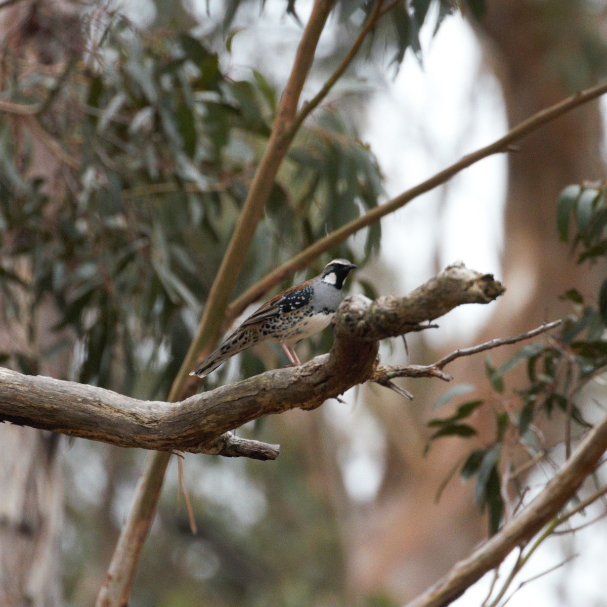 Spotted Quail-thrush - SKI .