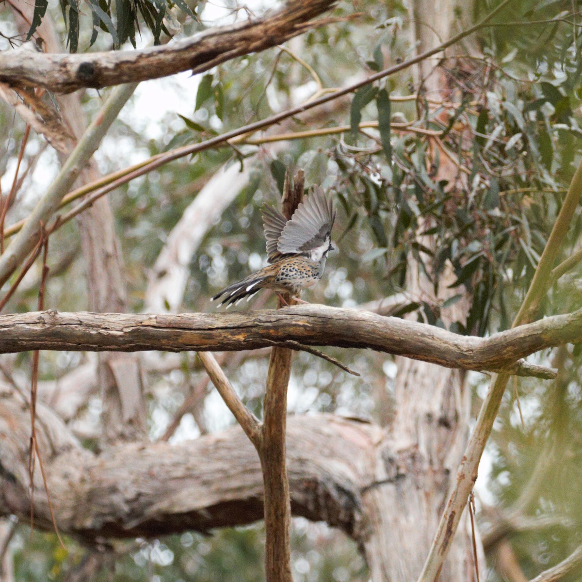 Spotted Quail-thrush - SKI .