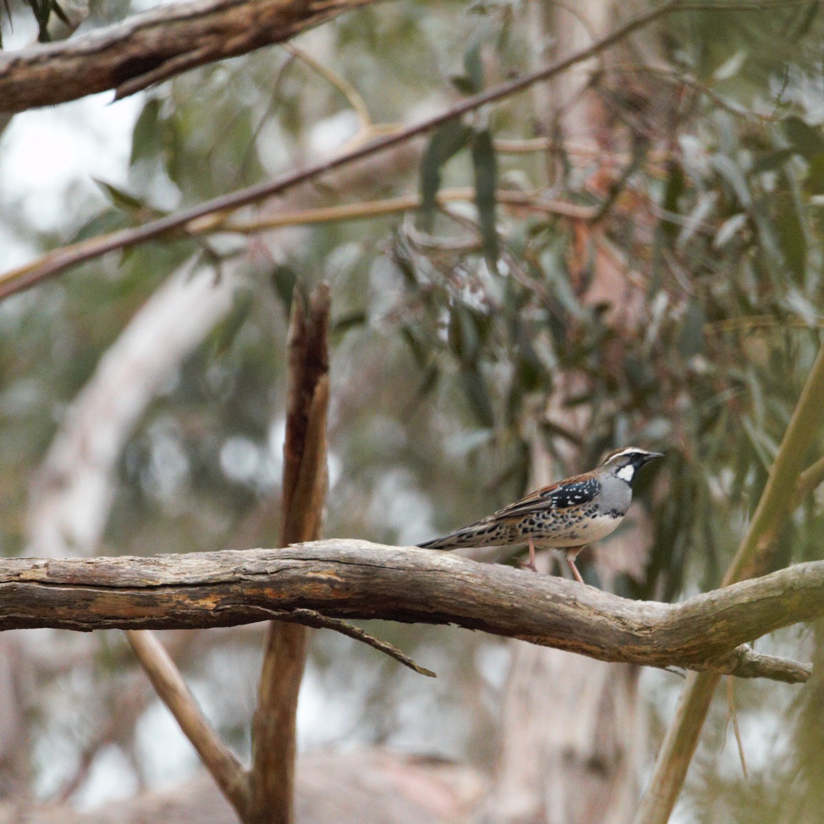 Spotted Quail-thrush - ML500449721