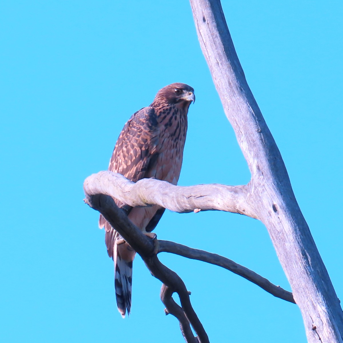 Black Goshawk - ML500449801