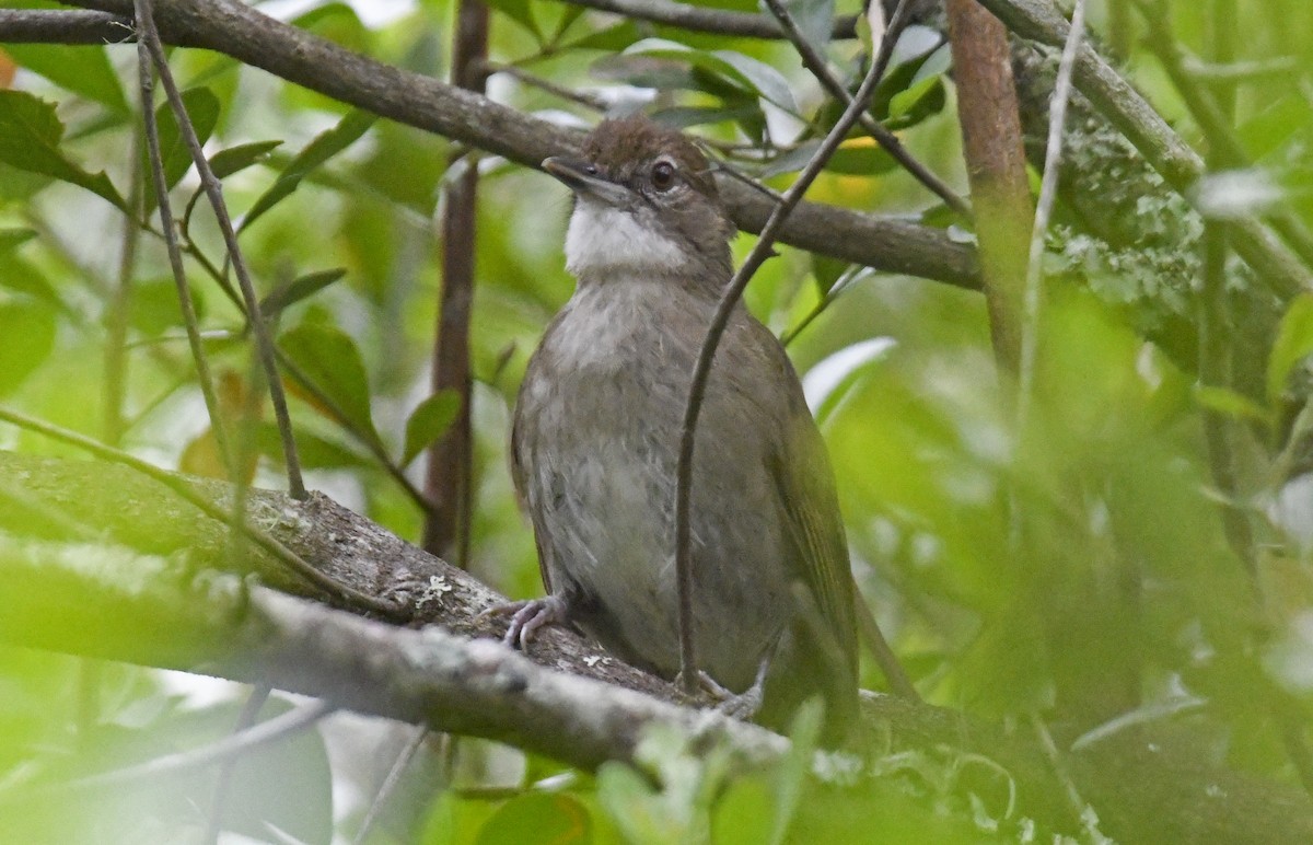 Terrestrial Brownbul - ML500449961