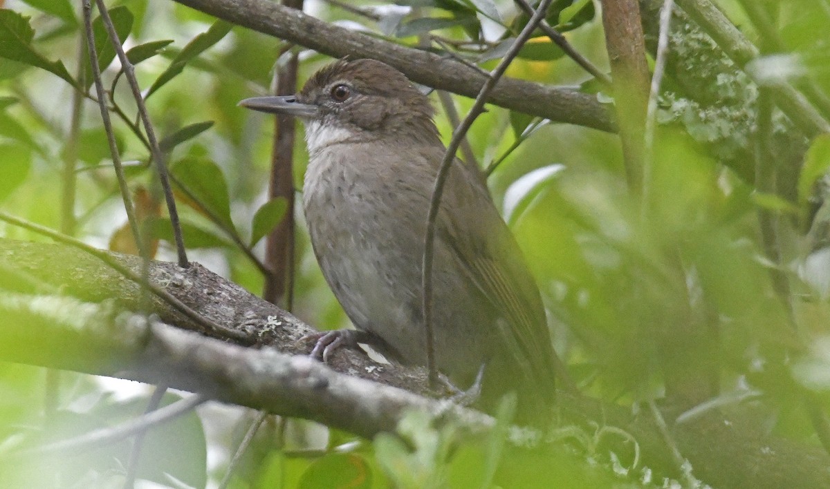 Terrestrial Brownbul - ML500449971