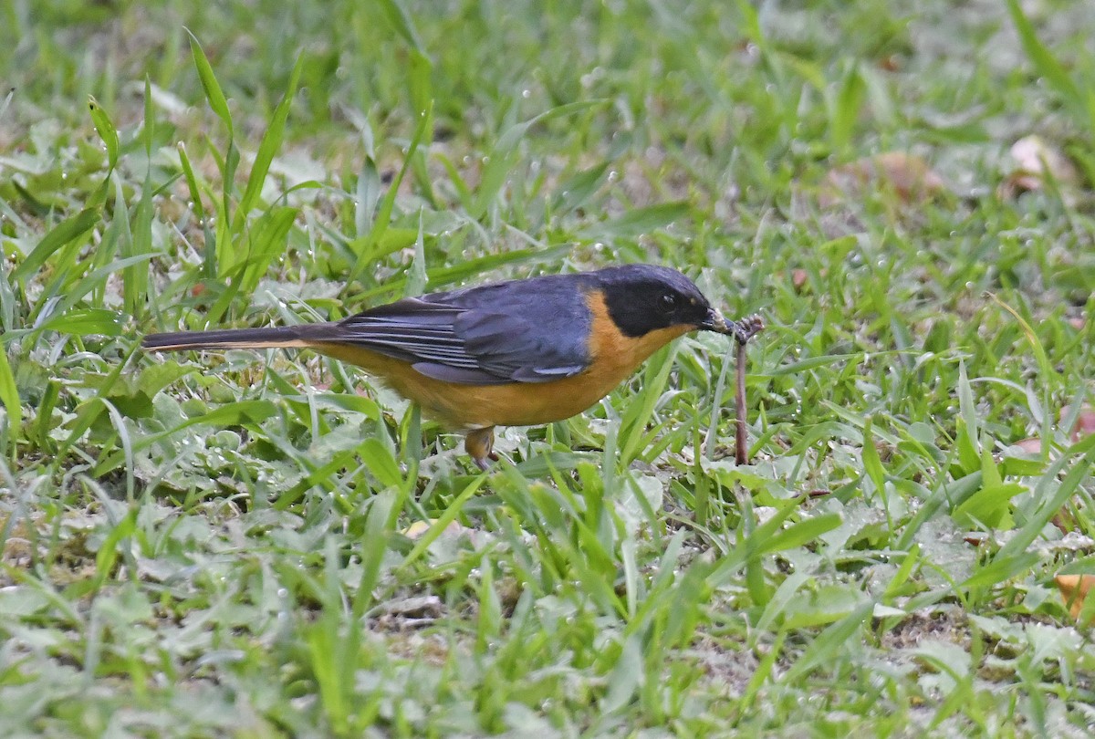 Chorister Robin-Chat - ML500450091